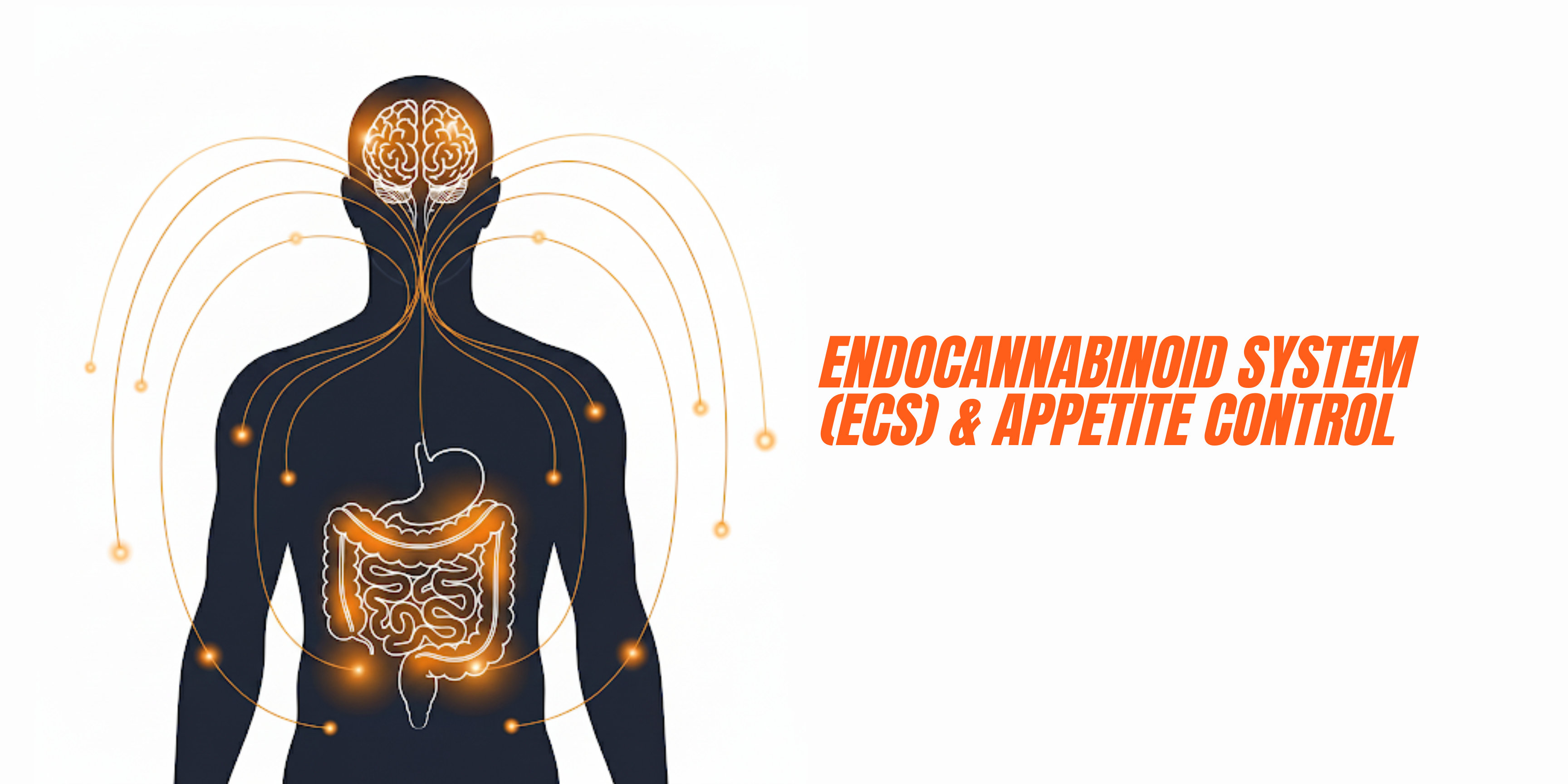 How DROP Gummies Work with the ECS System